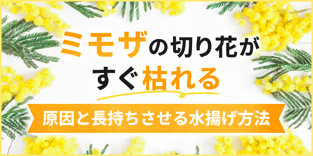 ミモザの切り花がすぐ枯れる原因は？長持ちさせる水揚げ・管理方法を解説