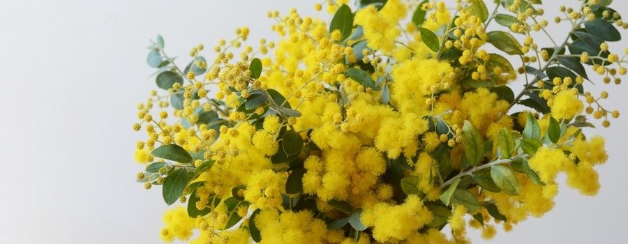 3月8日の「ミモザの日」とは
