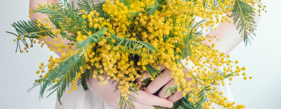 ミモザの国別・色別の花言葉