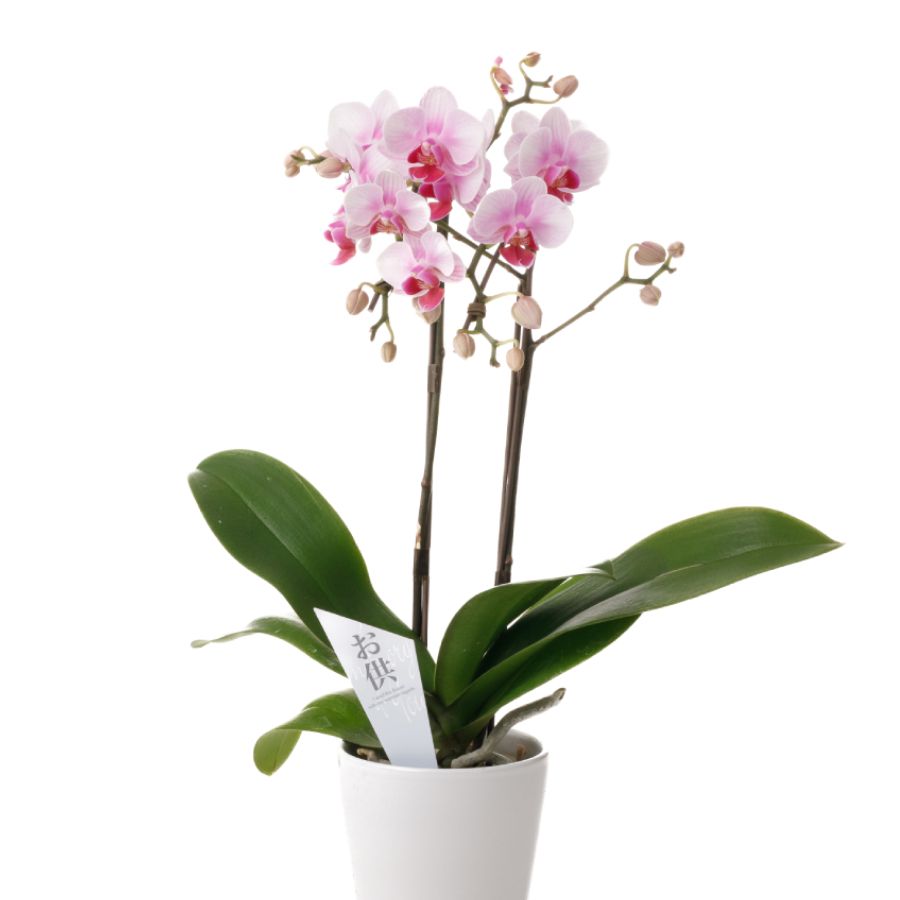 胡蝶蘭（鉢植え）｜管理の手間が少なく、1～2ヶ月楽しめる