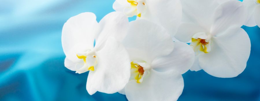 喪中見舞いの花を贈るタイミングと贈り方マナー