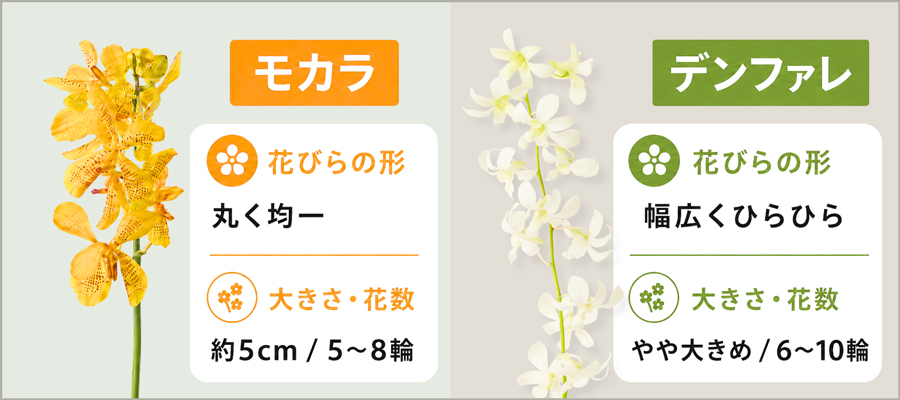 モカラとデンファレの花の形・見た目の違い｜見分け方のポイントとは？