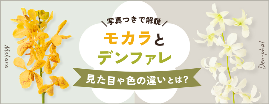 モカラとデンファレ