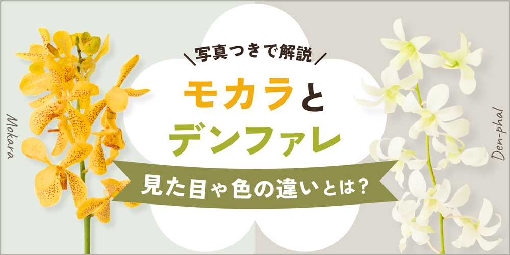 モカラとデンファレの違いとは？見た目や色による見分け方とアレンジでの役割