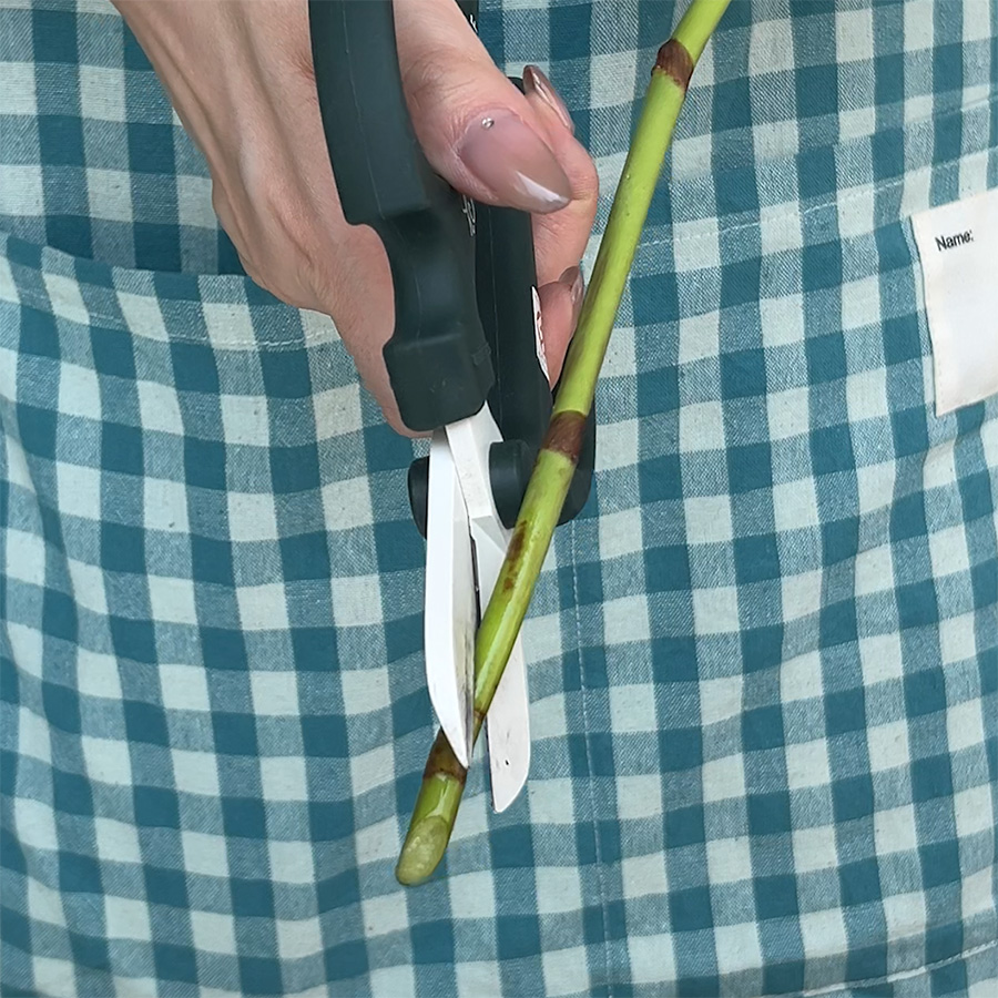 水の中で茎を斜めにカットする