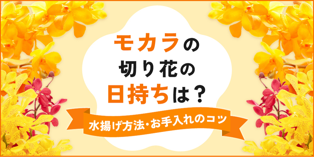 >モカラの切り花はどのくらい日持ちする？長持ちさせる水揚げ・お手入れ方法