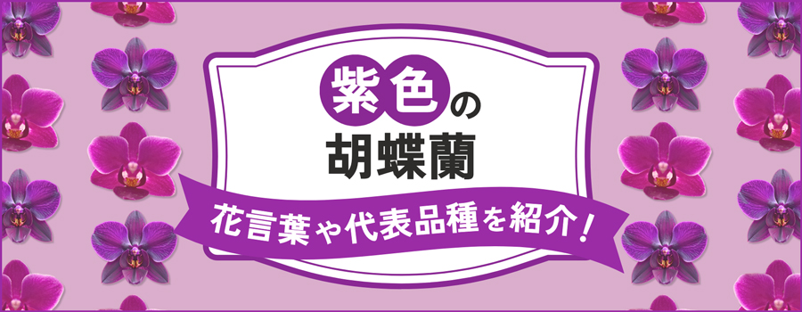 紫色の胡蝶蘭　花言葉や代表品種を紹介！