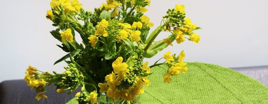 菜の花の切り花を長く楽しむお手入れのポイント