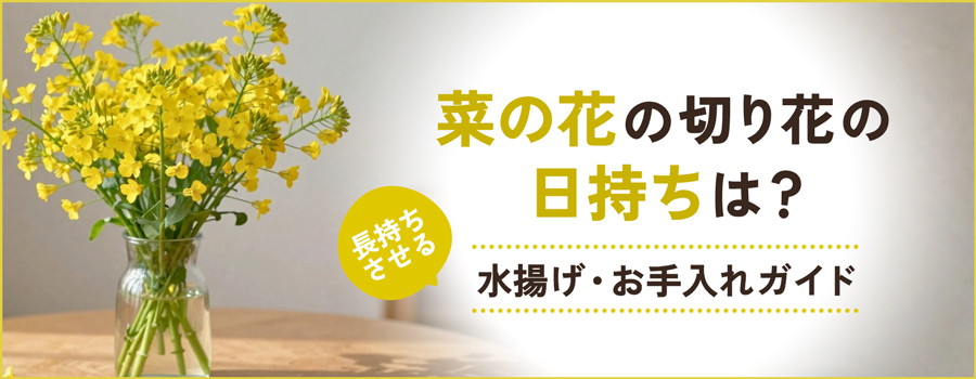 菜の花の切り花の日持ちは？