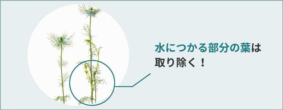 下の方についた細かい葉は取り除く