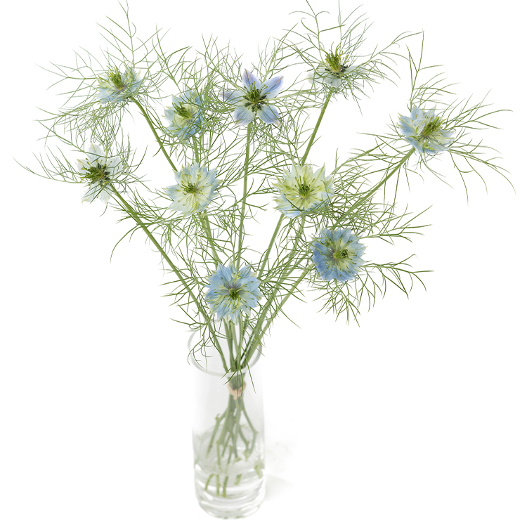 クリアな花瓶に単体で生ける