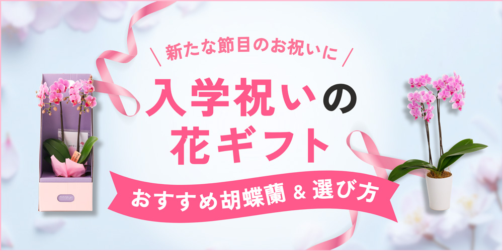 入学祝いを花で彩る！おすすめの胡蝶蘭・フラワーギフトや予算相場を解説