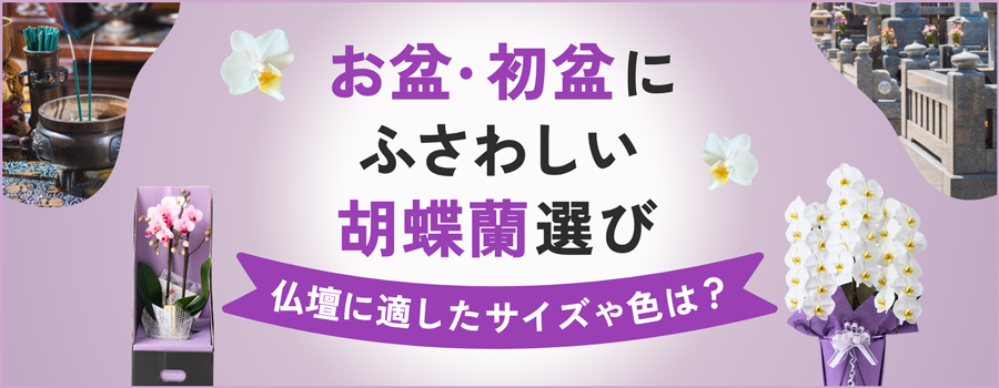 お盆・初盆にふさわしい胡蝶蘭選び