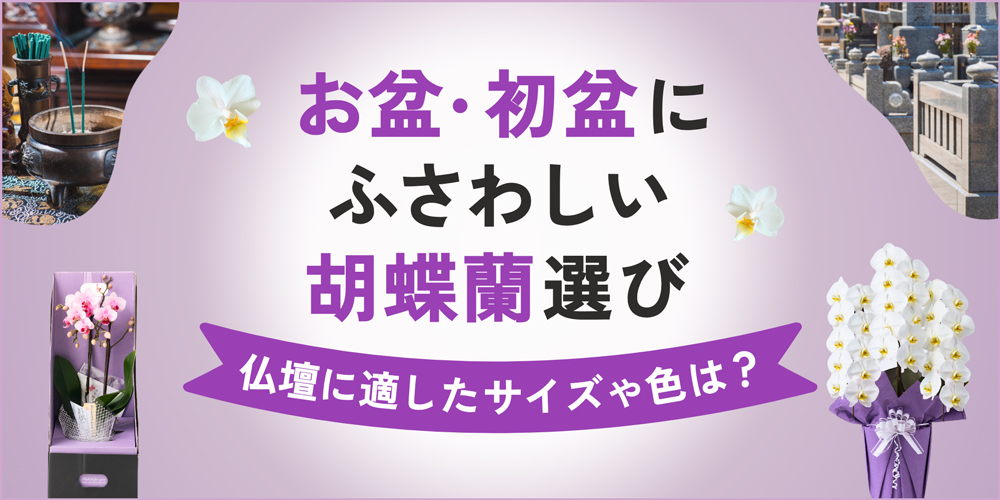 お盆にふさわしい胡蝶蘭の選び方｜初盆・新盆に贈るおすすめ商品も紹介