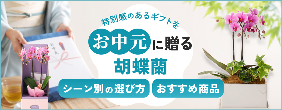 お中元に贈る胡蝶蘭　シーン別の選び方・おすすめ商品