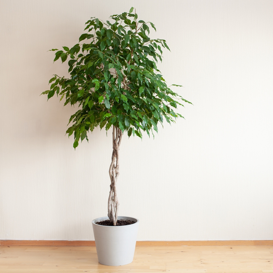 観葉植物｜鑑賞期間の長さとリラックス効果