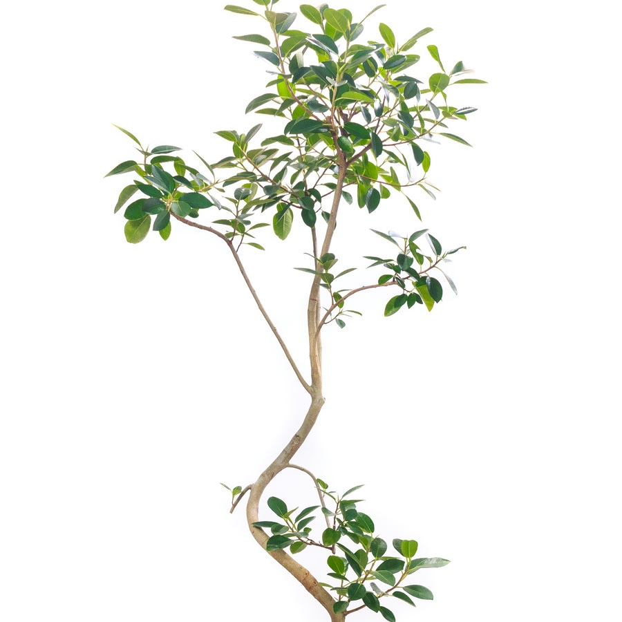 「樹形」にこだわるオブジェ感覚の観葉植物