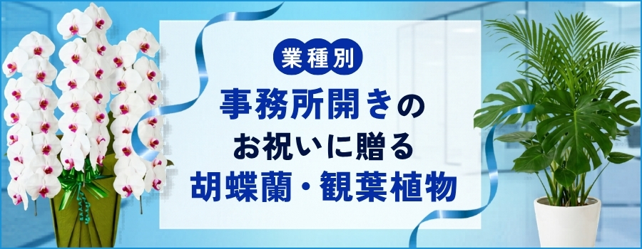 事務所開きのお祝いに贈る胡蝶蘭・観葉植物