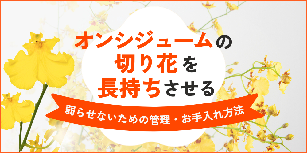オンシジュームの切り花を長持ちさせるには？弱らせないための管理・お手入れ方法