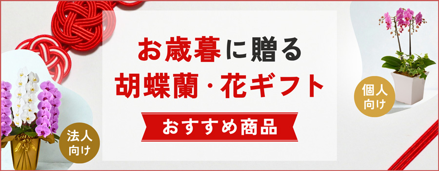 お歳暮に贈る胡蝶蘭・花ギフト
