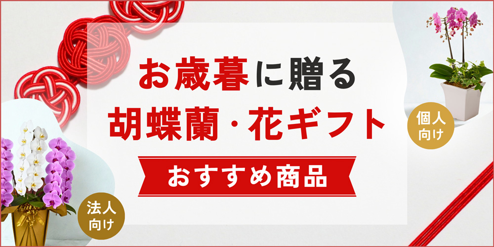 お歳暮に贈る胡蝶蘭・花ギフト特集｜選び方やマナーも解説