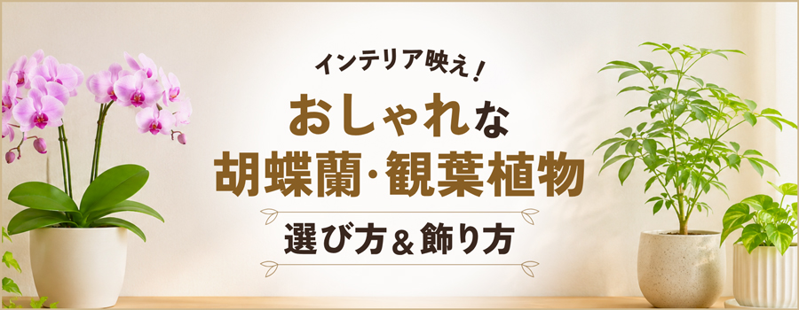 インテリア映え！おしゃれな胡蝶蘭・観葉植物