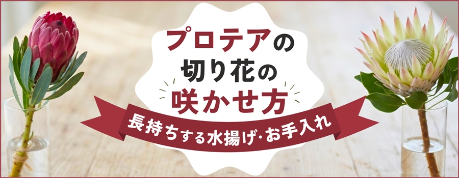 プロテアの切り花の咲かせ方