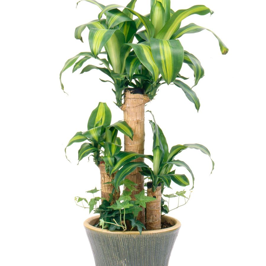 ドラセナ　マッサンゲアナ（花言葉：幸福）