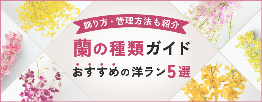 蘭の種類ガイド
