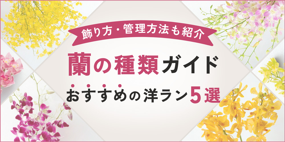 蘭の種類一覧とおすすめ品種ガイド｜初心者向けに管理方法・飾り方も解説