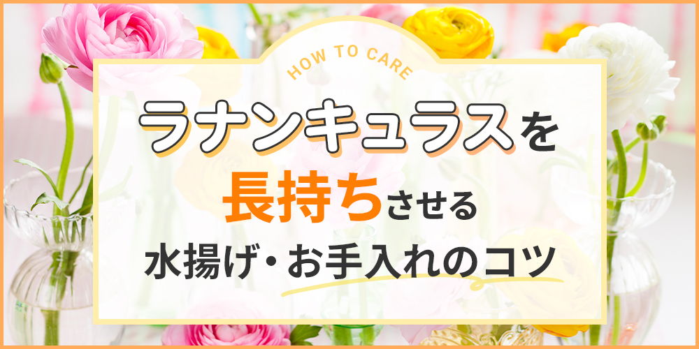 ラナンキュラスを長持ちさせる方法は？水揚げ・お手入れのポイントを解説！