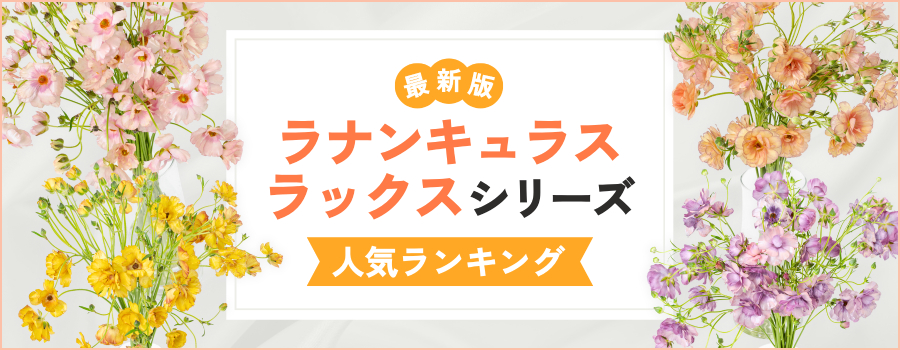 ラナンキュラス・ラックス人気ランキング