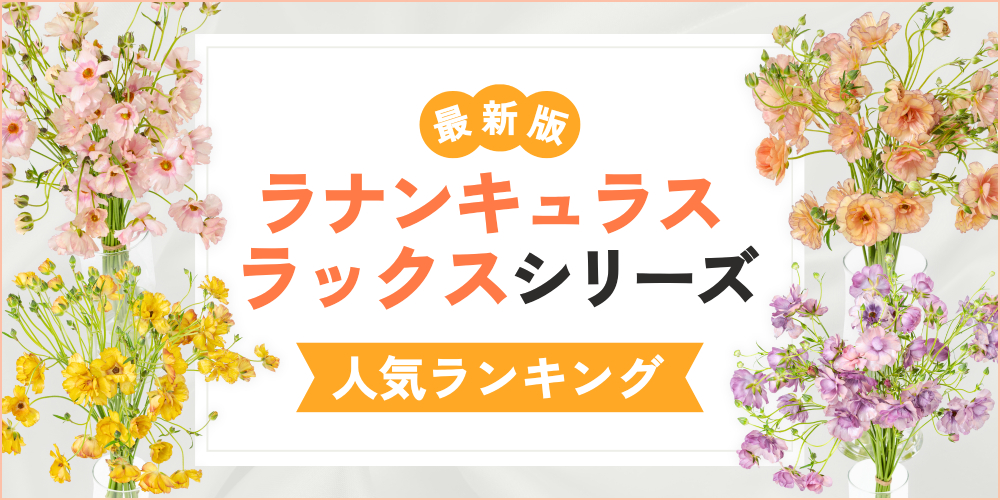 【最新】ラナンキュラス・ラックス人気ランキング｜切り花の注目品種を紹介