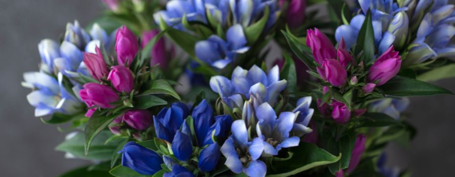 花屋でリンドウの切り花が買える時期はいつ？