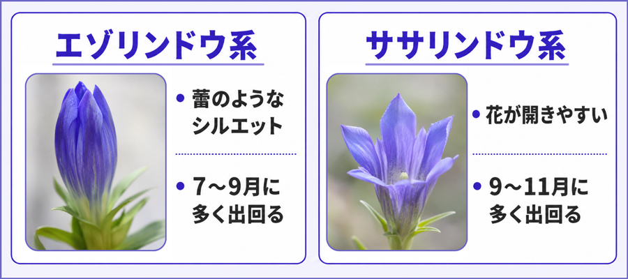 エゾリンドウとササリンドウの違い｜種類によって出回り時期が異なる