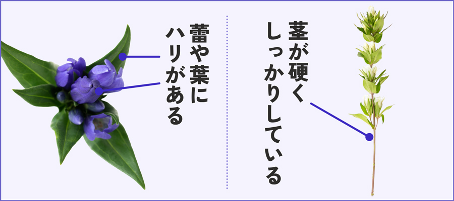 旬の状態を長く楽しむために！花屋でリンドウを買うときのポイント