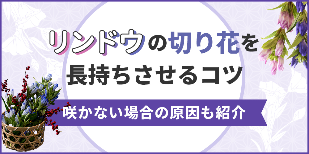 リンドウの切り花を長持ちさせる方法を徹底解説！咲かない場合の原因も紹介