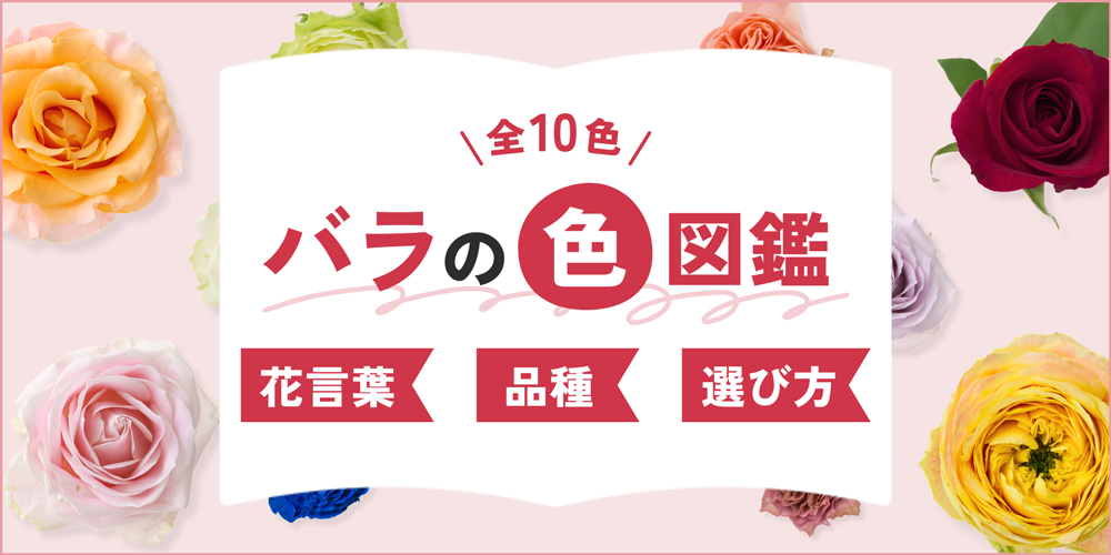 【全10色】バラの色別の花言葉＆品種図鑑｜アレンジの配色テクニックも紹介