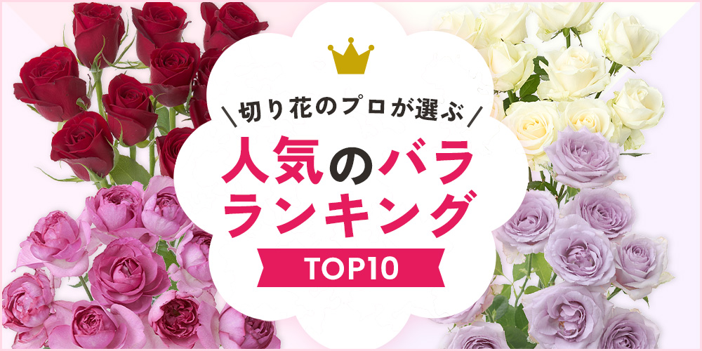 バラの人気ランキングTOP10【2025年版】プロが選ぶ切り花のおすすめ品種