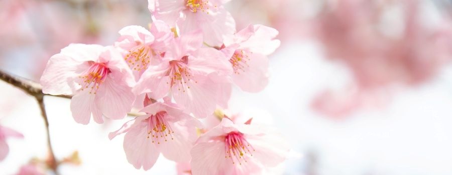 桜（サクラ）全般の花言葉と由来