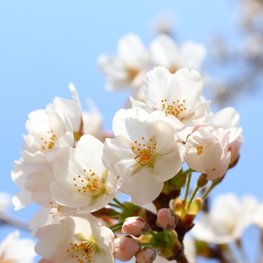 ソメイヨシノ：「純潔」「優れた美人」