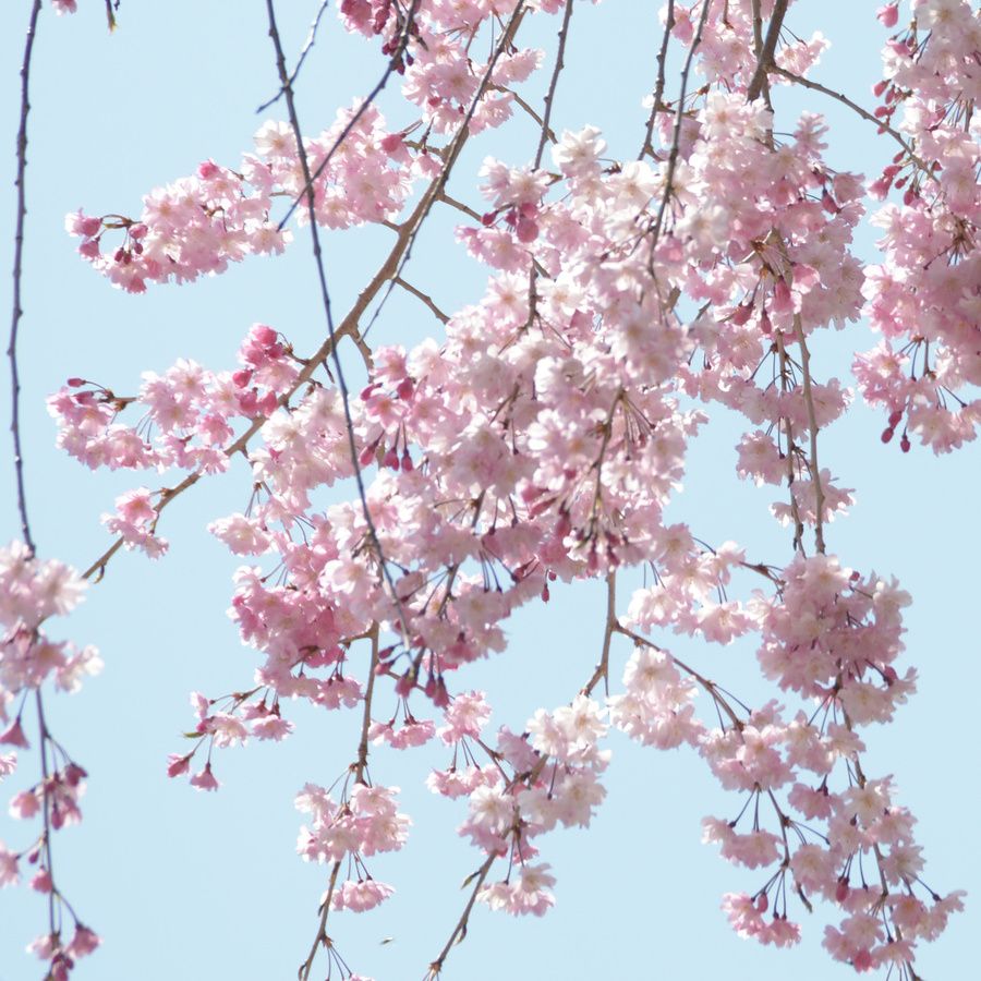 枝垂れ桜（しだれざくら）：「優美」「ごまかし」