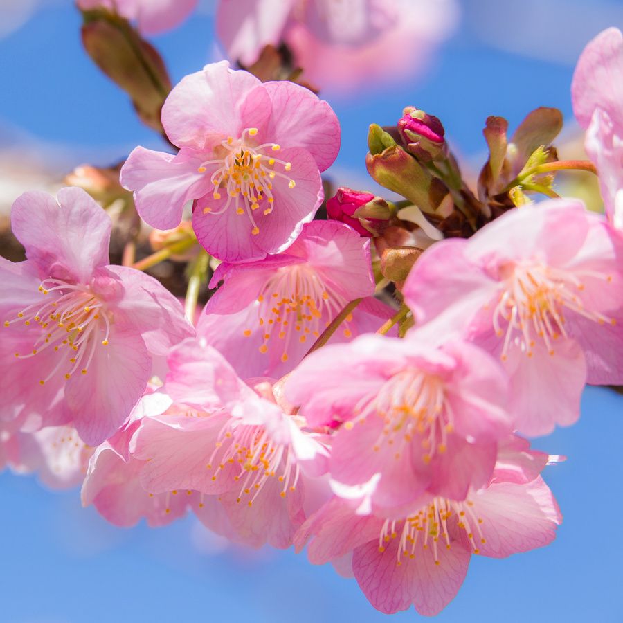 河津桜（かわづざくら）：「思いを託します」