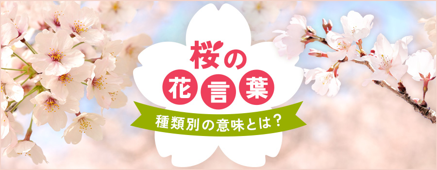 桜の花言葉