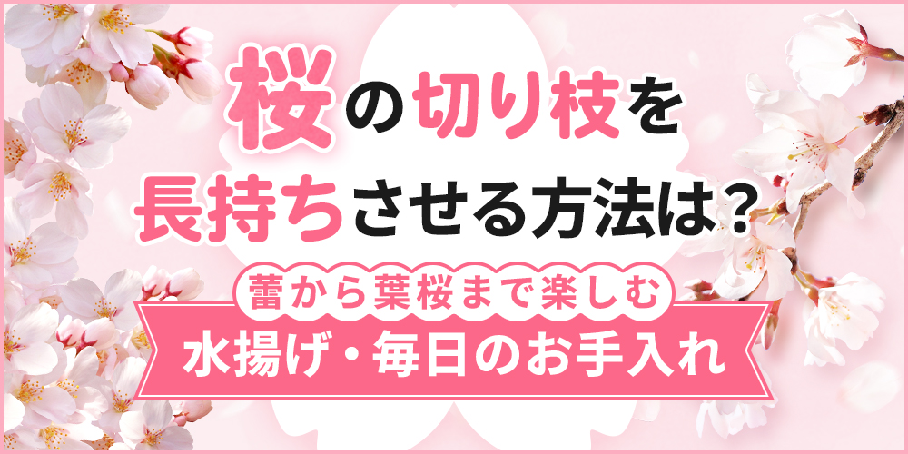 桜の切り枝はどのくらい持つ？長持ちさせる方法と花が終わった後の楽しみ方