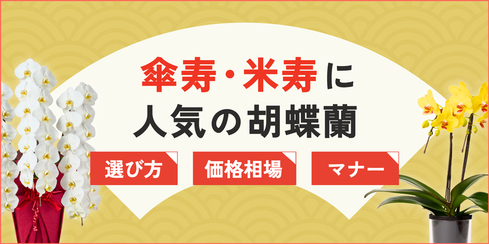 傘寿・米寿祝いに人気の胡蝶蘭3選｜選び方・価格相場やマナーも解説