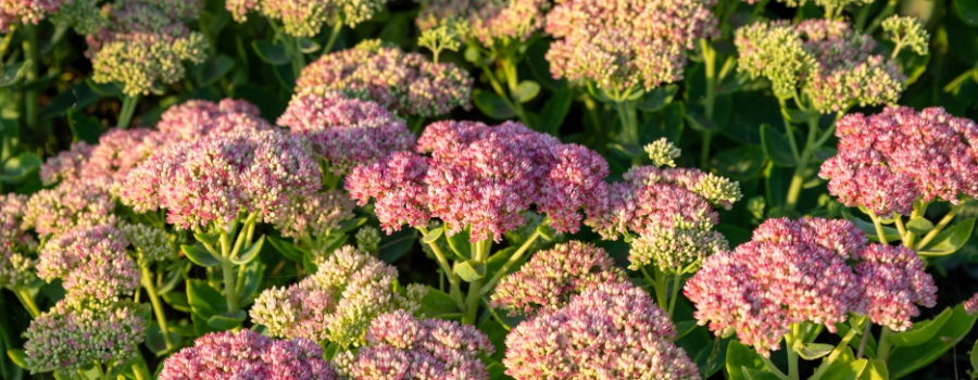 セダムの切り花はどのくらい日持ちする？
