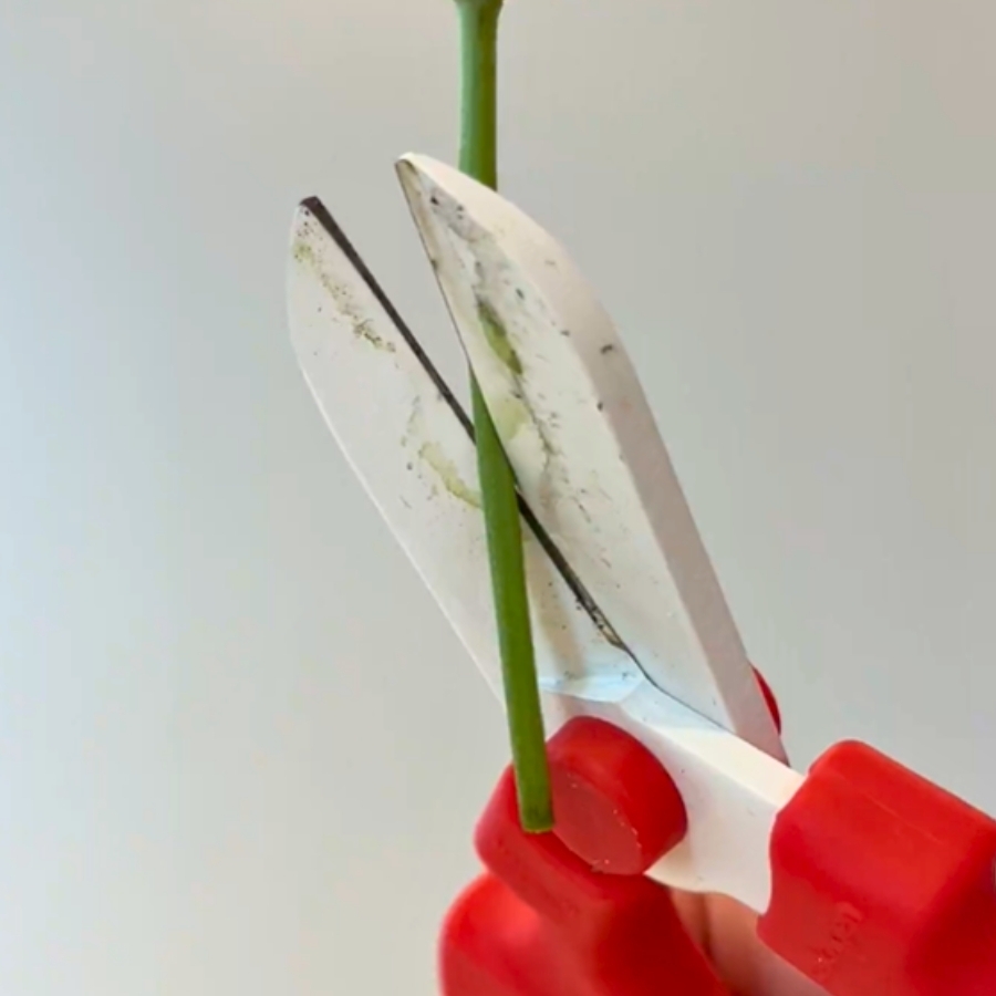 茎を水中で斜めにカット