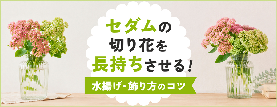セダムの切り花を長持ちさせる！