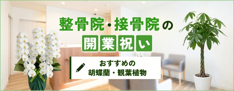 整骨院・接骨院の開業祝い　おすすめの胡蝶蘭・観葉植物